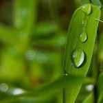 Cuidado y poda del bambú