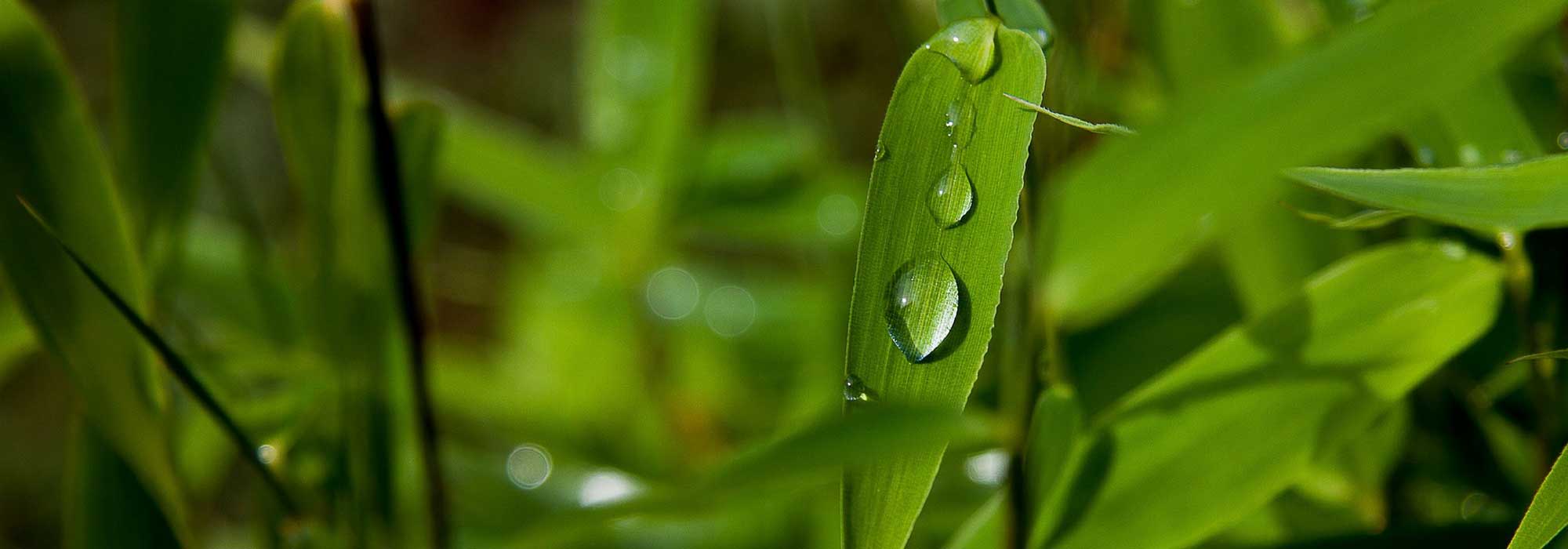 Cuidado y poda del bambú