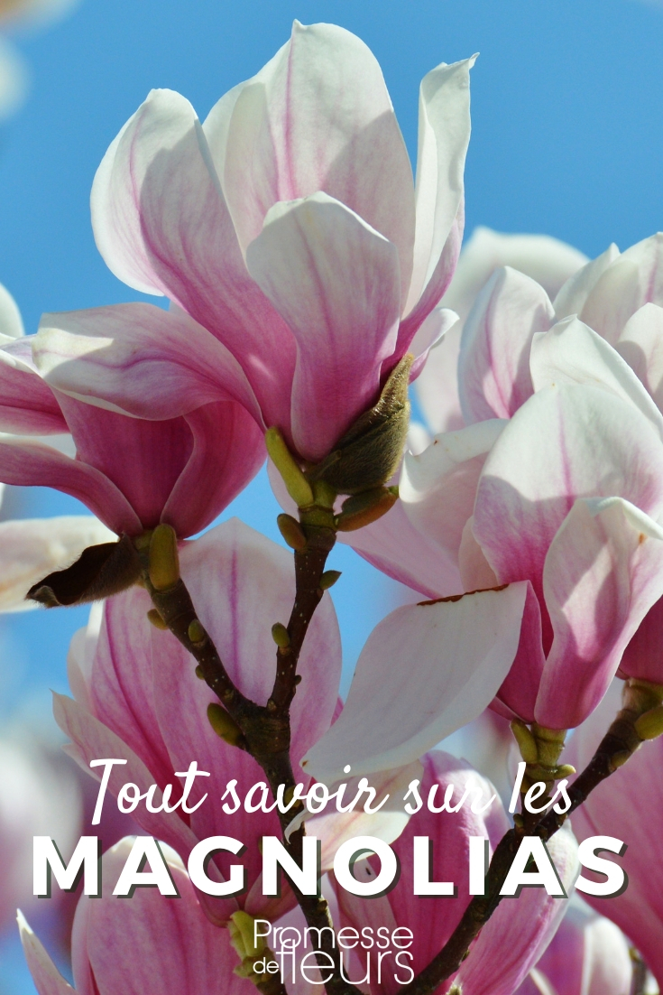 Magnolia, guía de cultivo