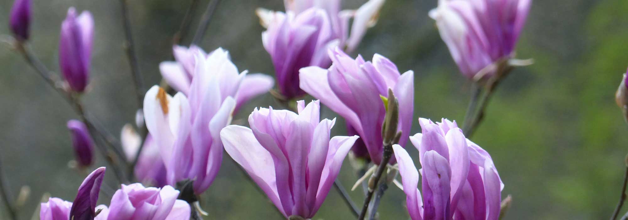 Magnolia: cómo plantarla correctamente en 4 pasos