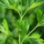 El perejil: sembrar, plantar, cultivar