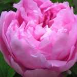 ¡Peonía un día, peonía para siempre!