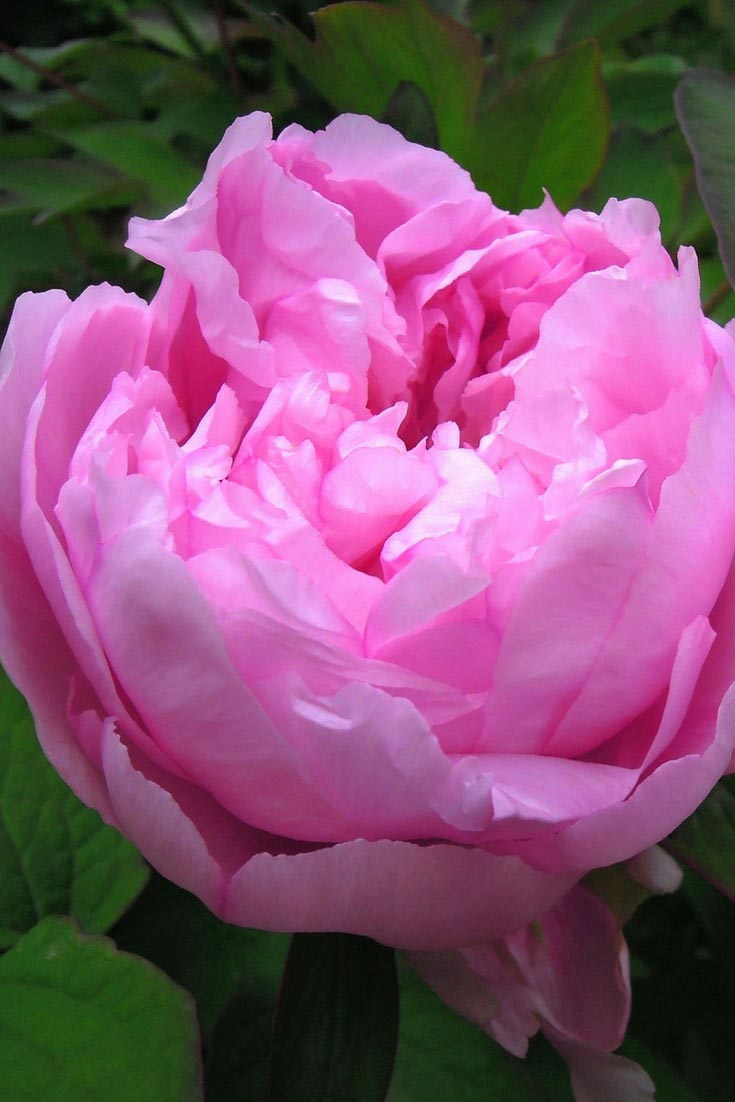 ¡Peonía un día, peonía para siempre!