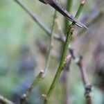 Poda de rosales en otoño y poda navideña