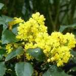 Mahonia sin espinas: plantar, podar y mantener.