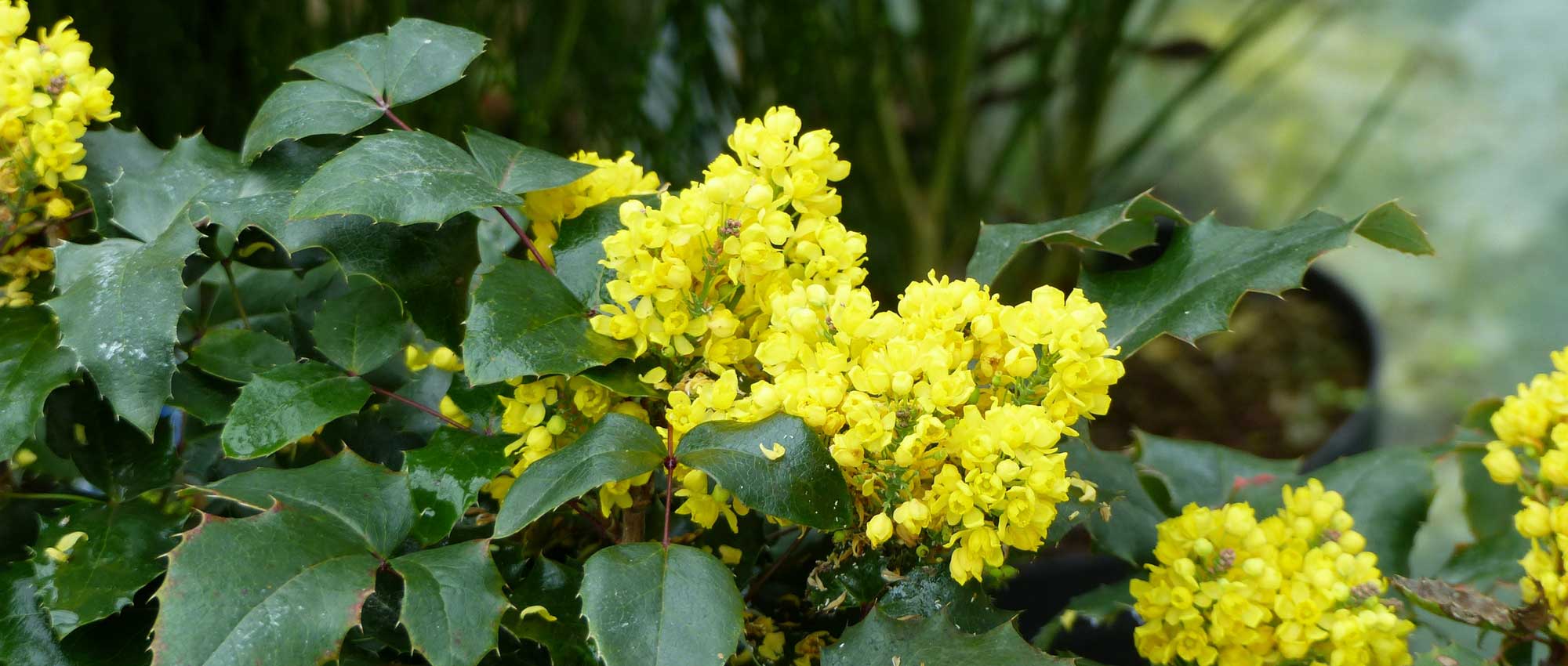 Mahonia sin espinas: plantar, podar y mantener.