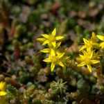 Sedum u Orpin: ¿Qué variedad elegir?