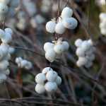 Symphorine: plantar, podar y mantener