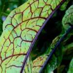 Plantas aromáticas con follaje llamativo: mis favoritas