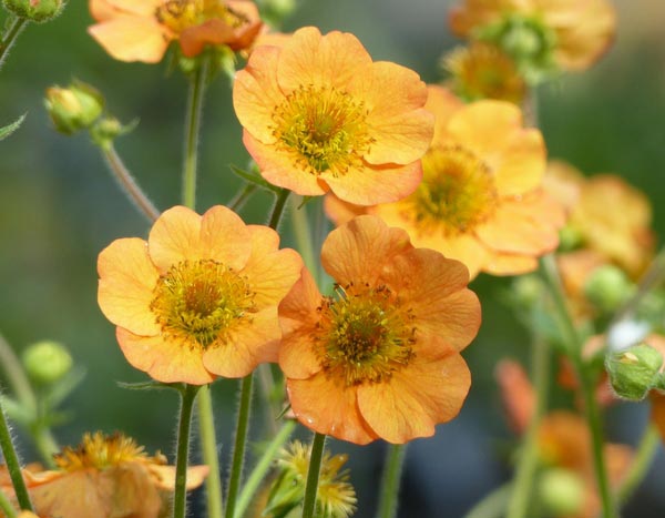 ¡Hierba del clavo o Geum: una encantadora vivácea para redescubrir!