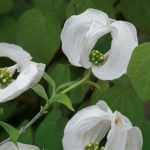 ¡Nunca sin mis brácteas!