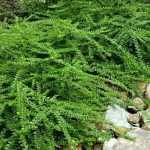 5 arbustos y plantas cubresuelos para acondicionar un talud.