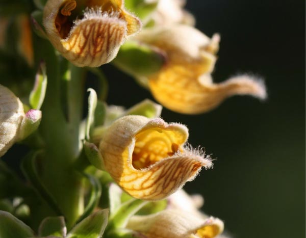 Mis dedaleras vivaces favoritas