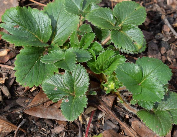 Fresales: 3 razones para plantarlos en otoño