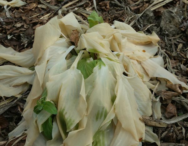 Helada primaveral: tus plantas se han helado, ¿qué hacer?