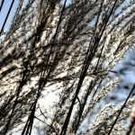 las gramíneas: las que se podan, las que se peinan