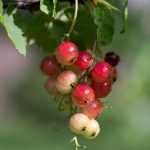 Un seto frutal... ¡que salga de lo común!