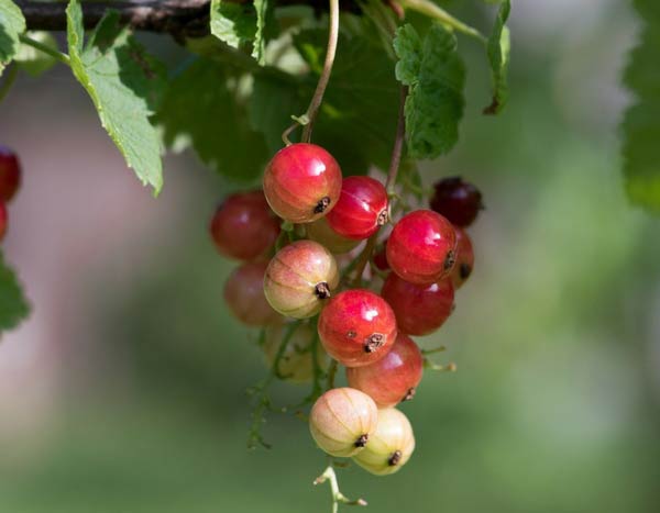 Un seto frutal... ¡que salga de lo común!