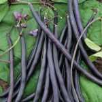 Judías de enrame: 5 buenas razones para cultivarlas