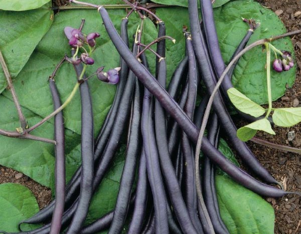 Judías de enrame: 5 buenas razones para cultivarlas