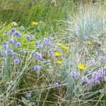 el azar controlado en el jardín, una cuestión de estilo