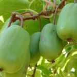 El mini kiwi: ¡un mini kiwi adorable para hincarle el diente!