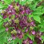 Millettia japonica 'Mandaríno': una trepadora poco conocida por descubrir