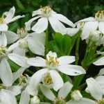 Naranjo de Méjico, Choisya: plantación, poda y mantenimiento