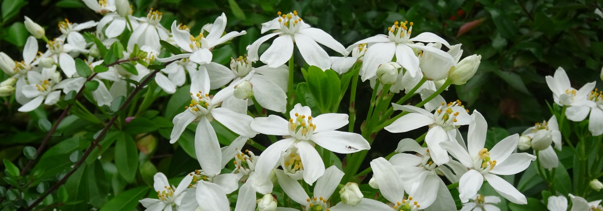 Naranjo de Méjico, Choisya: plantación, poda y mantenimiento