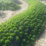 ¿Hablamos de permacultura y huerto?