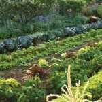 Planificar tu huerto: rotaciones y asociaciones en 5 pasos