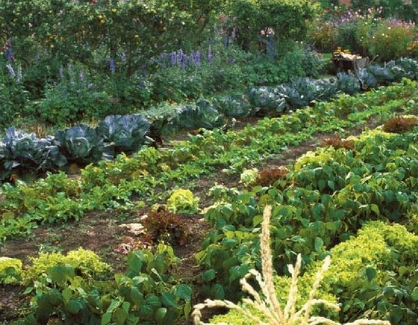 Planificar tu huerto: rotaciones y asociaciones en 5 pasos