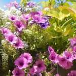 ¿Cómo plantar jardineras y suspensiones con anuales en minimacetas?