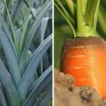 Mosca de la zanahoria, minador del puerro: ¡protege tus cultivos!