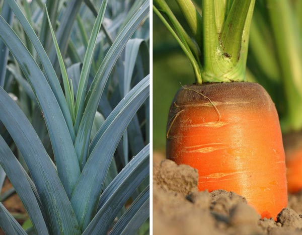 Mosca de la zanahoria, minador del puerro: ¡protege tus cultivos!