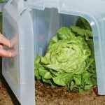 Huerto: proteger siembra y cultivos del frío