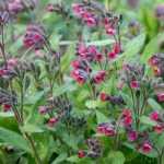 Pulmonaria: ¡una planta tapizante para incorporar sin demora!