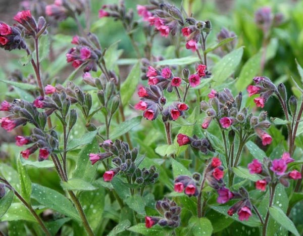 Pulmonaria: ¡una planta tapizante para incorporar sin demora!