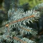 ¿Qué hacer con el árbol de Navidad después de las fiestas?