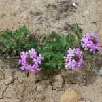 ¿cómo fracasar en la plantación de sus vivaces en 6 lecciones?