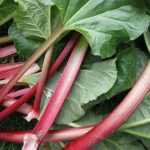 ¡Cultivar ruibarbo con éxito es fácil!