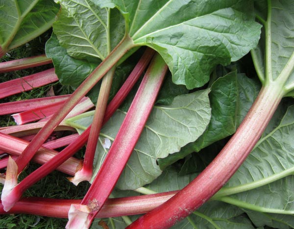 ¡Cultivar ruibarbo con éxito es fácil!