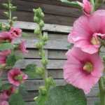 ¡Ahora es el momento de sembrar malvas reales!