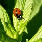 Jardinería responsable