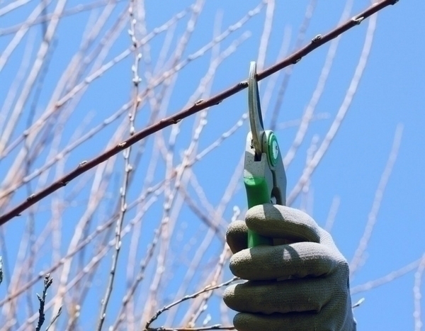 Podar para florecer mejor