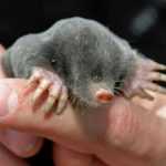 Topos en el jardín: ¿Deshacerse de ellos o vivir con ellos?