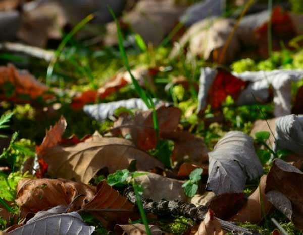 Tela de mantillo: ¿a favor o en contra?