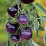 10 tomates raros u originales que impresionarán a tus amigos