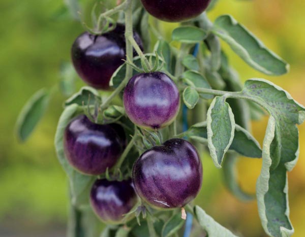 10 tomates raros u originales que impresionarán a tus amigos