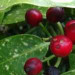 Aucuba: plantar, podar y cuidar